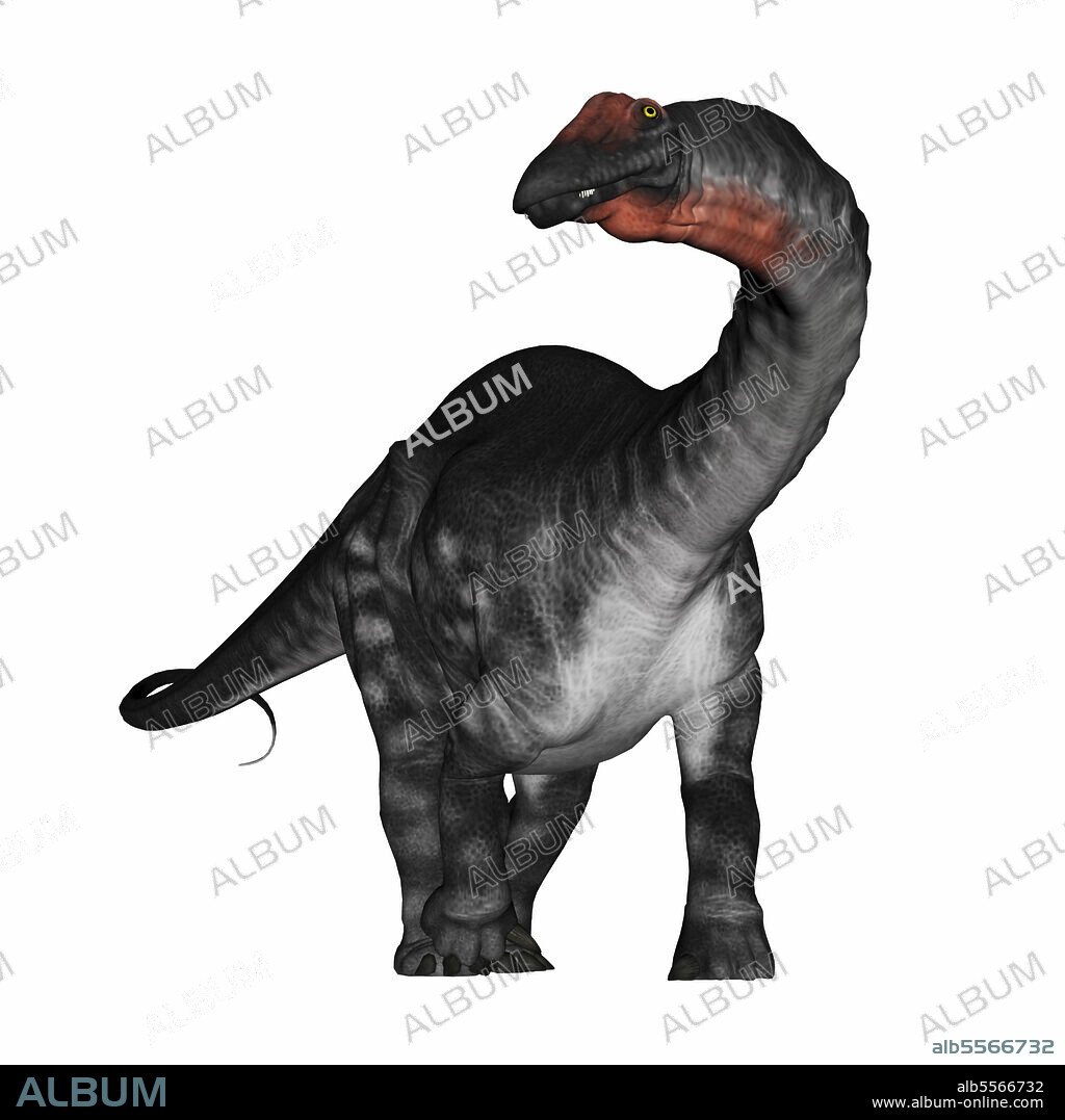 Apatosaurus dinosaur isolated on white background, front view.