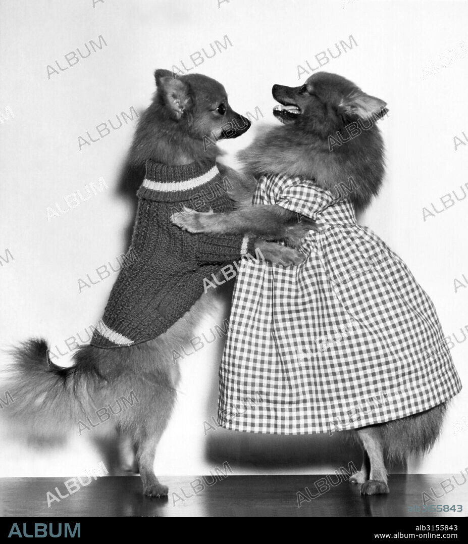 Alexandria, Virginia:  1947. Tena, the dancing Pomeranian, teaches her six month old pup, Tony, the latest dance step, the fox trot.....
