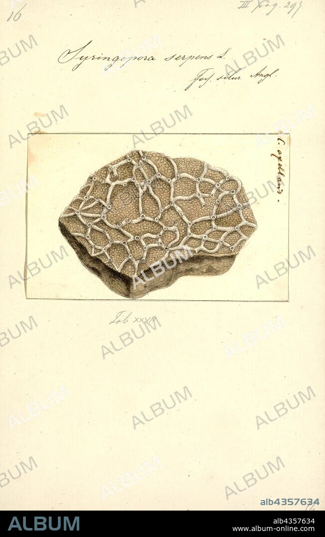 Syringopora serpens, Print, Syringopora is an extinct genus of phaceloid tabulate coral. It has been found in rocks ranging in age from the Ordovician to the Permian, although it was most widespread during the Silurian, Devonian, and Carboniferous periods. Among other places, it has been found in the Columbus Limestone in Ohio, and in the Spring Branch Member of the Lecompton Limestone in Kansas.