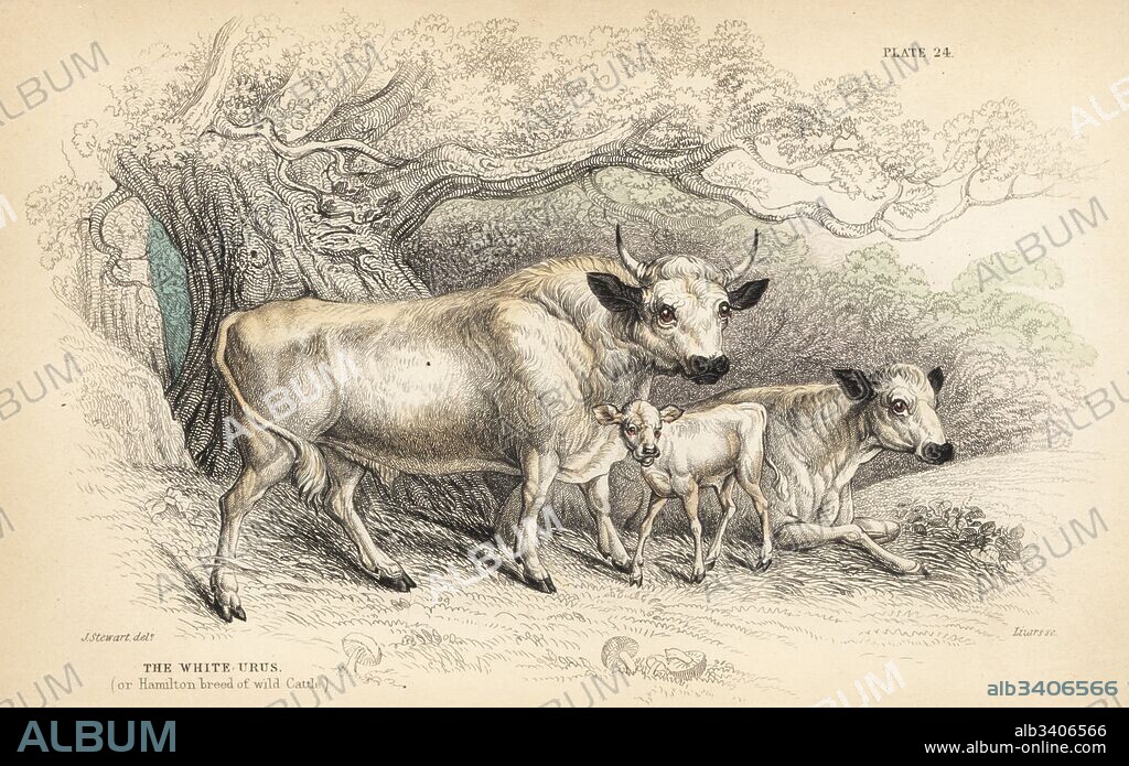 White urus, or Hamilton breed of wild cattle, Taurus urus or Bos scoticus. Extinct. Handcoloured steel engraving by Lizars after an illustration by James Stewart from William Jardine's Naturalist's Library, Edinburgh, 1836.