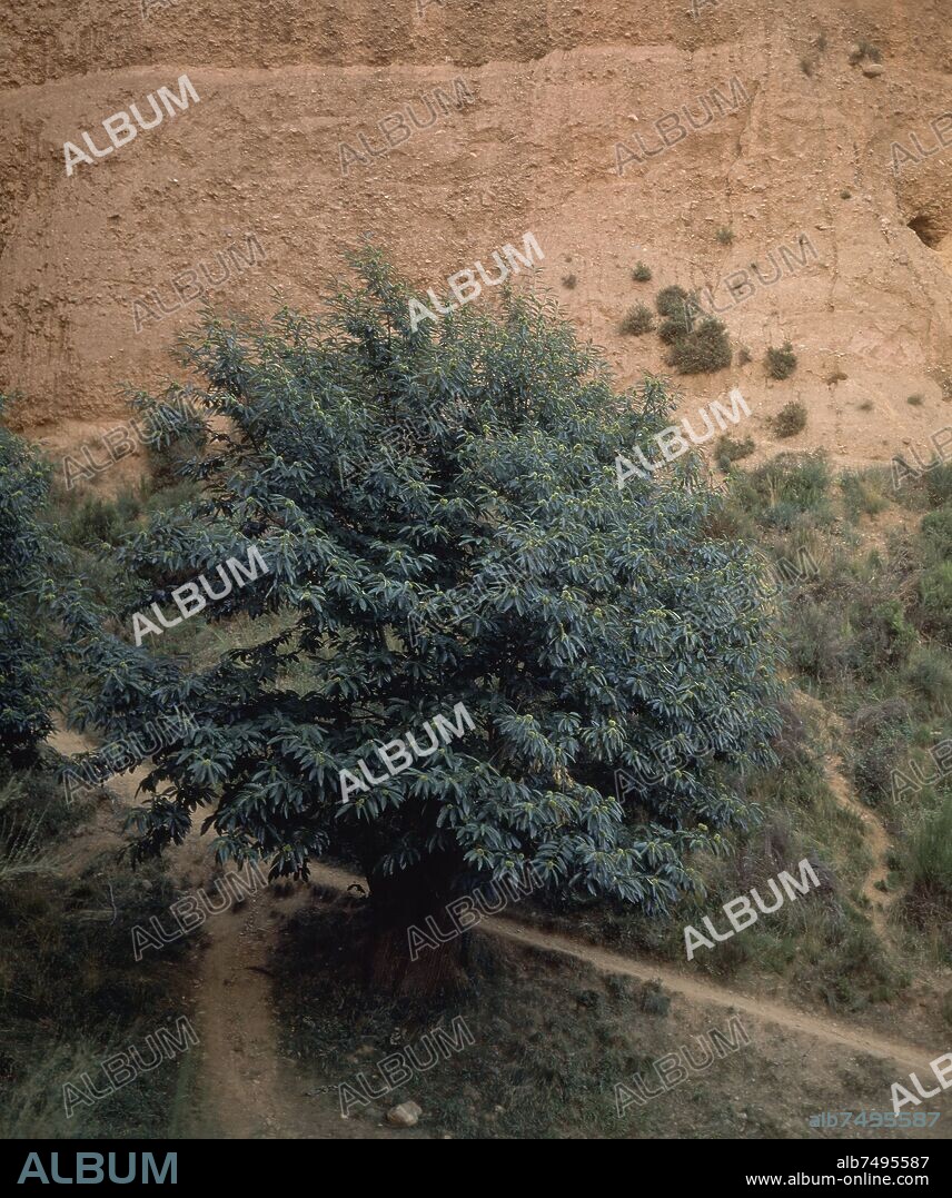 EXPLOTACION AURIFERA ROMANA - VISTA DE UN CASTAÑO.