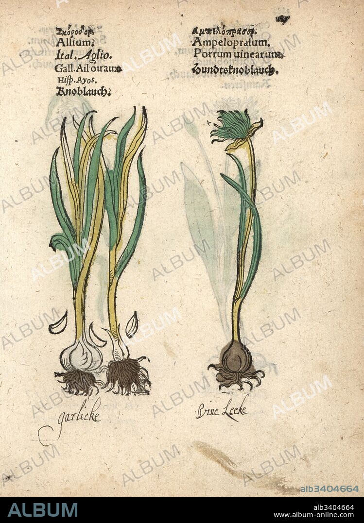 Garlic, Allium sativum, and wild garlic, Allium vineale. Handcoloured woodblock engraving of a botanical illustration from Adam Lonicer's Krauterbuch, or Herbal, Frankfurt, 1557. This from a 17th century pirate edition or atlas of illustrations only, with captions in Latin, Greek, French, Italian, German, and in English manuscript.