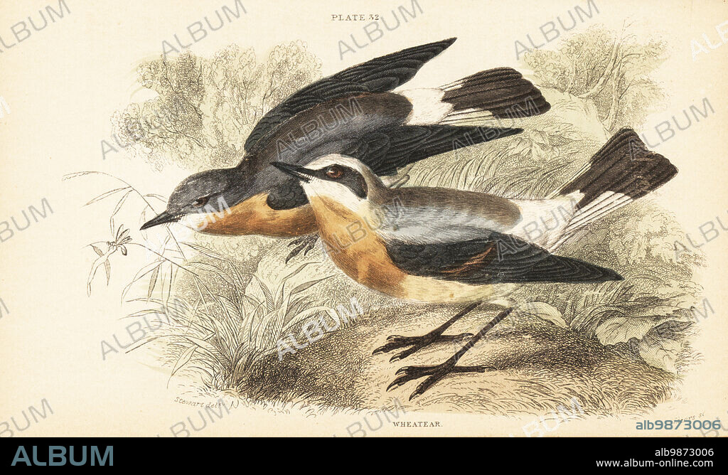 Northern wheatear or whitetail, Oenanthe oenanthe. Males in breeding plumage (foreground) and winter plumage (background). Handcoloured steel engraving by Lizars after an illustration by James Stewart from J.M. Bechsteins Cage and Chamber-Birds, George Bell, Covent Garden, London, 1889.