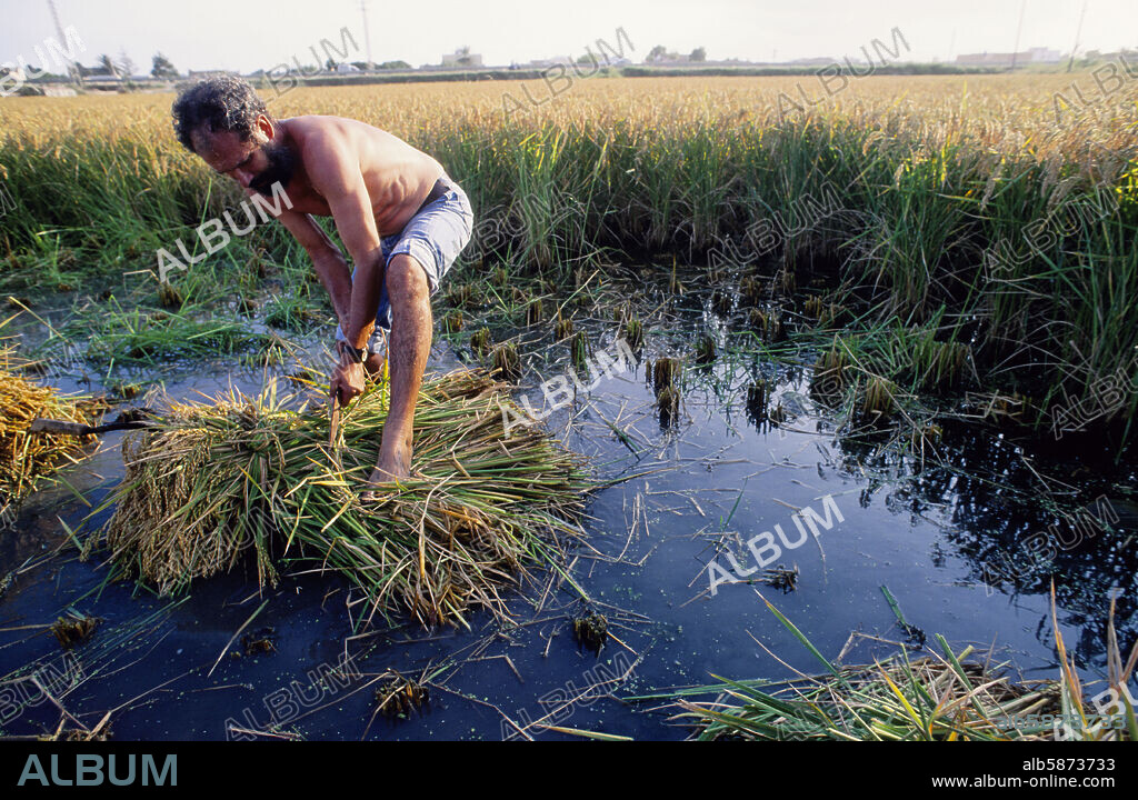 Parque Natural del Delta del Ebro; campesino cosechando arroz (Baix Ebre).