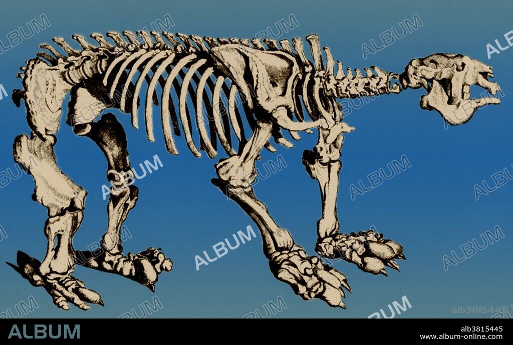 Megatherium, a large, extinct ground sloth of the genus Megatherium that lived from the Miocene through the Pleistocene Epochs, primarily in South America. It was as large as an elephant, had long curved claws and teeth only in the sides of its jaws, and ate plants. The megatherium was more closely related to the modern two-toed sloth than to the three-toed sloth. Megatherium fragments were some of Charles Darwin's most celebrated fossil finds, discovered on a beach in Punta Alta in 1833.