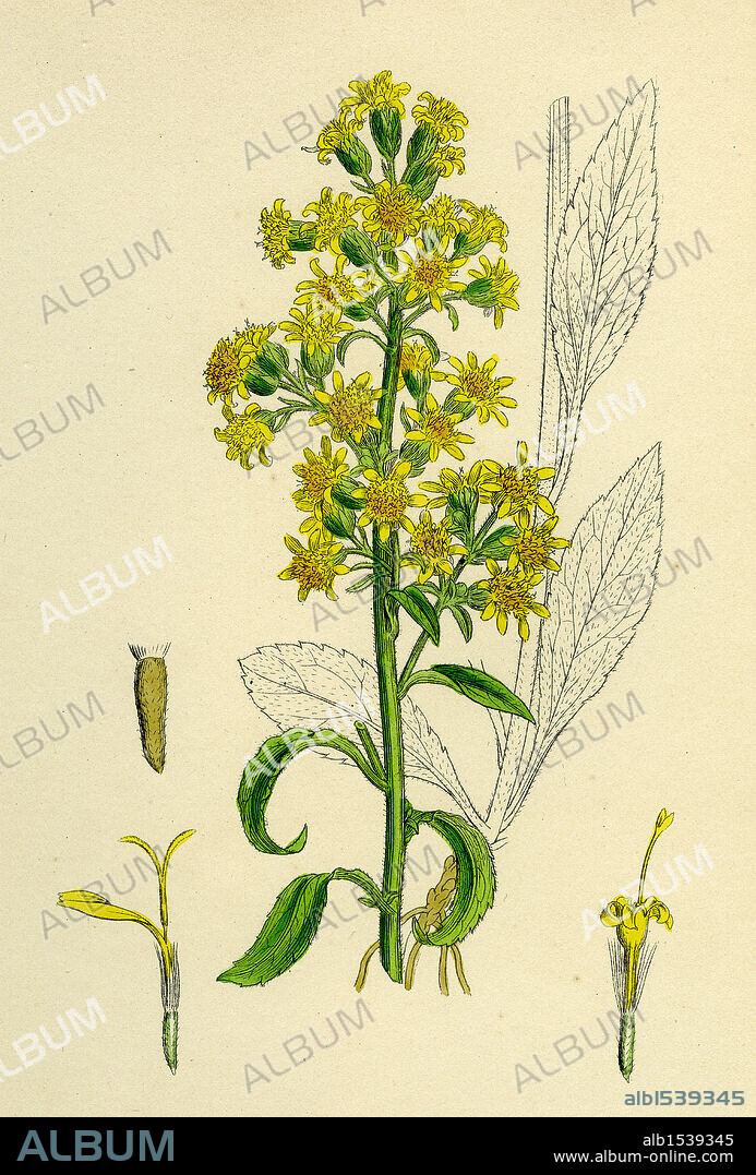 Solidago Virga-aurea, var. genuina; Common Golden-rod, var. a.