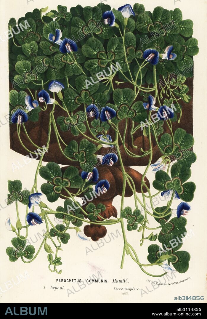 Shamrock pea or blue oxalis, Parochetus communis. Handcoloured lithograph from Louis van Houtte and Charles Lemaire's Flowers of the Gardens and Hothouses of Europe, Flore des Serres et des Jardins de l'Europe, Ghent, Belgium, 1862-65.