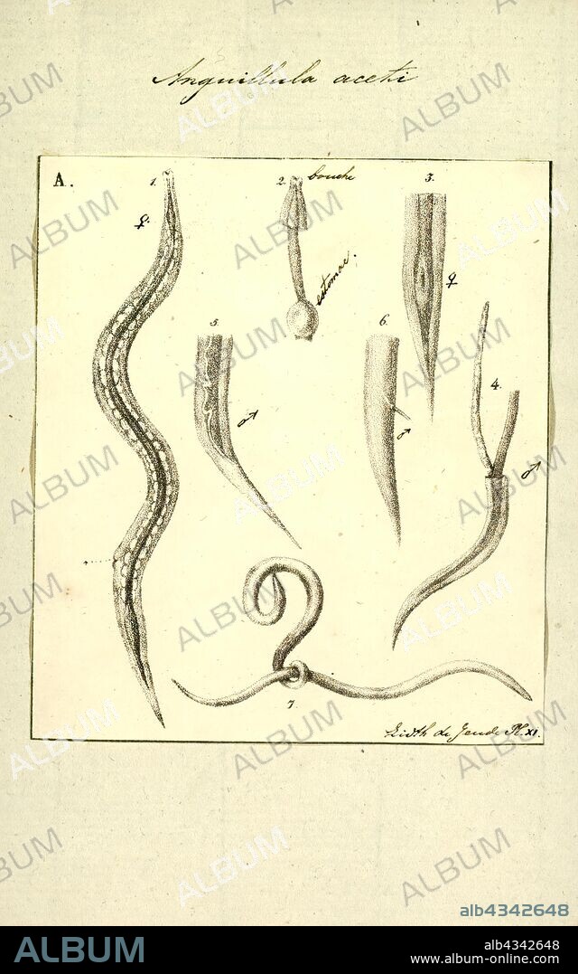Anguillula aceti, Print, The free-living nematode Panagrellus redivivus (common names include vinegar eel, vinegar eelworm, vinegar nematode, paste worm, starch worm, sour paste nematode, sour paste eelworm, beer felt nematode, and beer mat nematode), is a tiny nematode that can be found living in beer mats, insect frass, slime from tree wounds, wheat paste, and mother of vinegar. Their environment makes them exceptionally tolerant of variation in acidity and alkalinity and they may be able to tolerate a wider range than any other nematode species, being able to survive from pH 1.6 to 11. One of thirteen currently recognized species of Panagrellus, P. redivivus is about 50 µm in diameter and just over 1 mm in length, barely visible to the naked eye. Subsisting on yeast, it is easily cultured at home on a substrate of flour paste or porridge inoculated with dry yeast. Females reach maturity in about three days and deliver live young rather than eggs, as most nematodes produce.