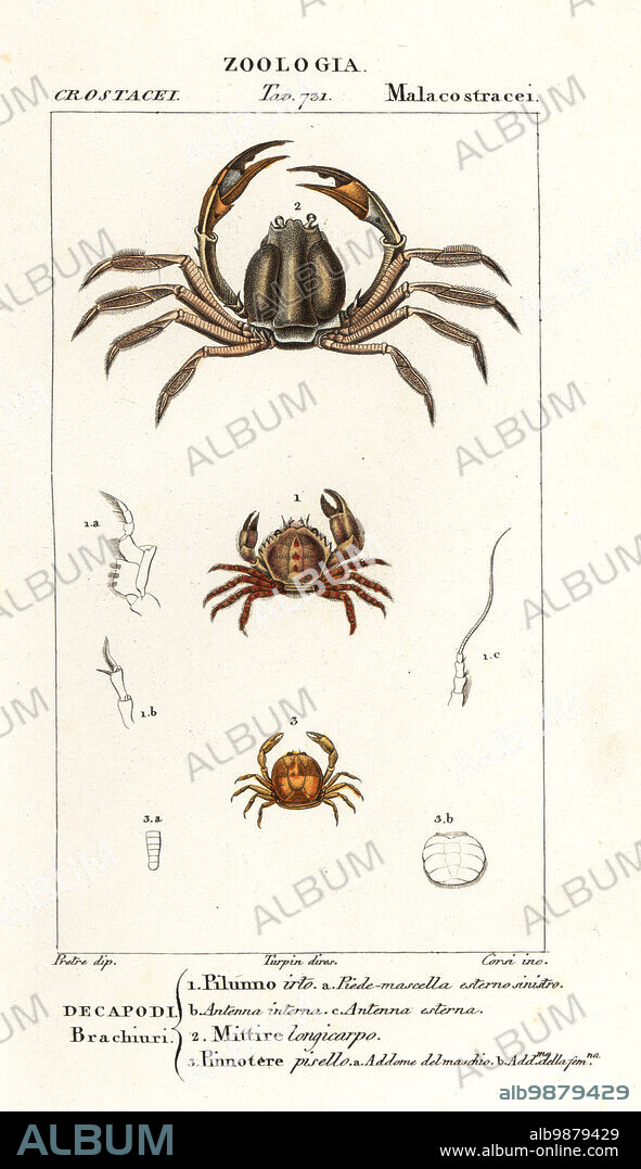 Bristly crab, Pilumnus hirtellus 1, light-blue soldier crab, Mictyris longicarpus 2, pea crab, Pinnotheres pisum 3. Pilunno irto, Mittire longicarpo, Pinnotere pisello. Handcoloured copperplate stipple engraving from Antoine Laurent de Jussieu's Dizionario delle Scienze Naturali, Dictionary of Natural Science, Florence, Italy, 1837. Illustration engraved by Corsi, drawn by Jean Gabriel Pretre and directed by Pierre Jean-Francois Turpin, and published by Batelli e Figli. Turpin (1775-1840) is considered one of the greatest French botanical illustrators of the 19th century.