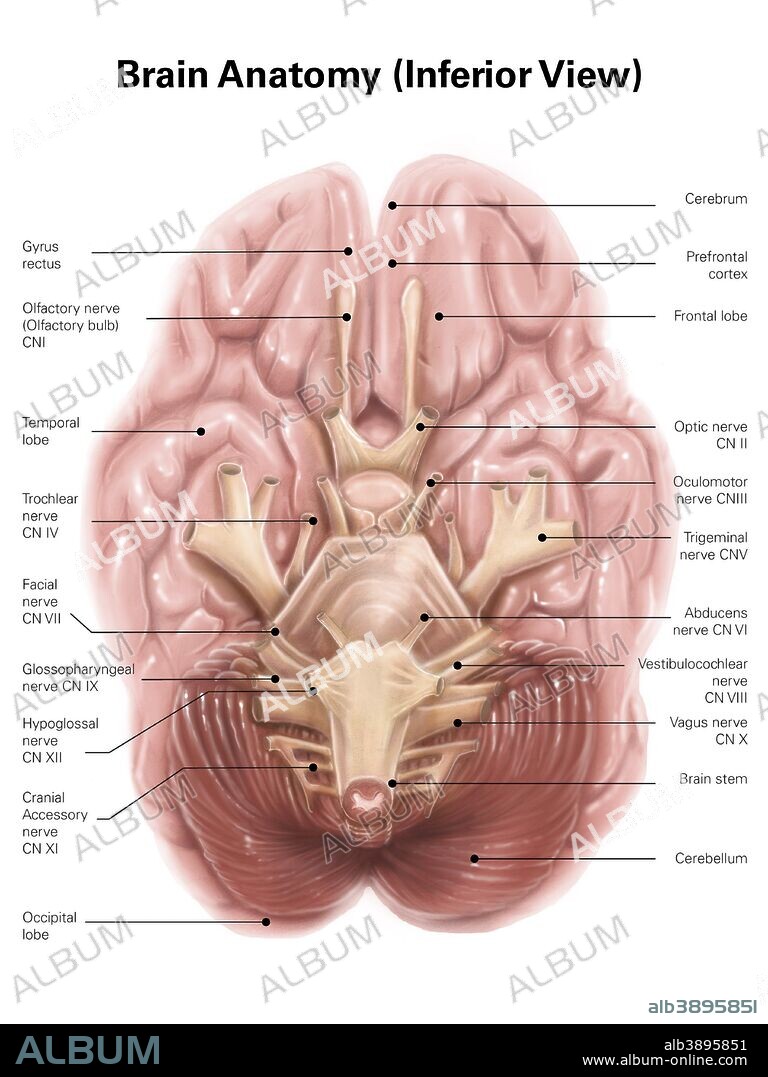 Anatomy of human brain, inferior view.