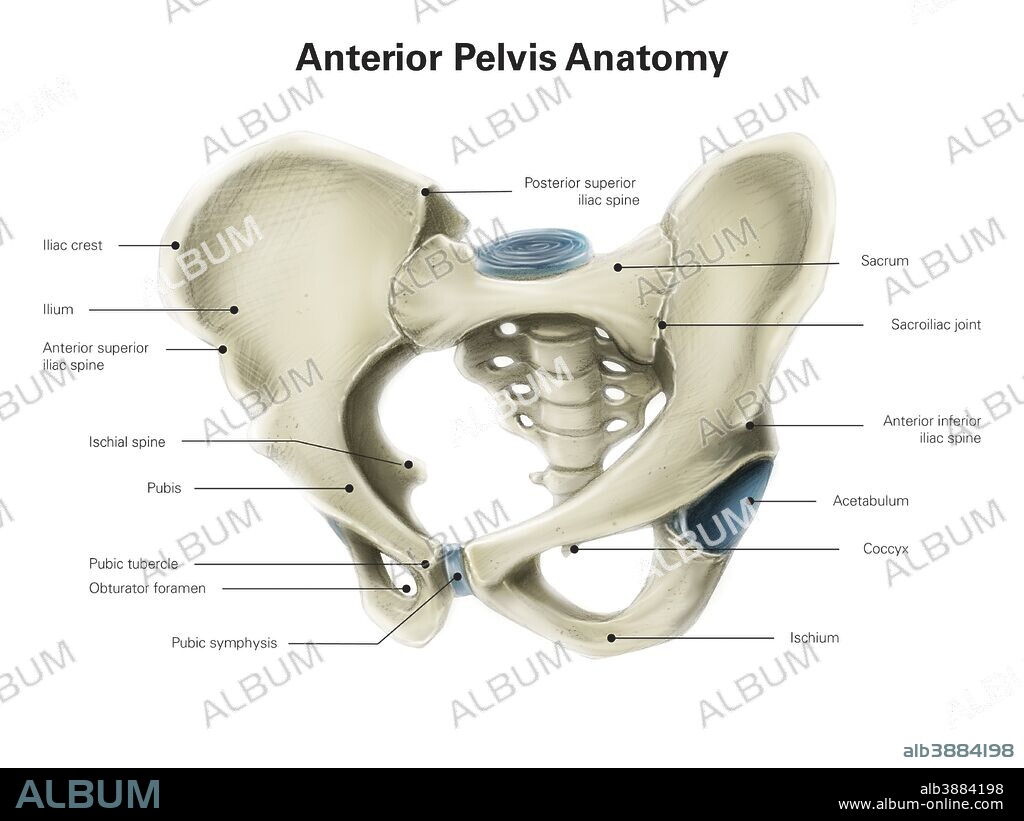Anterior view of human pelvis, with labels.