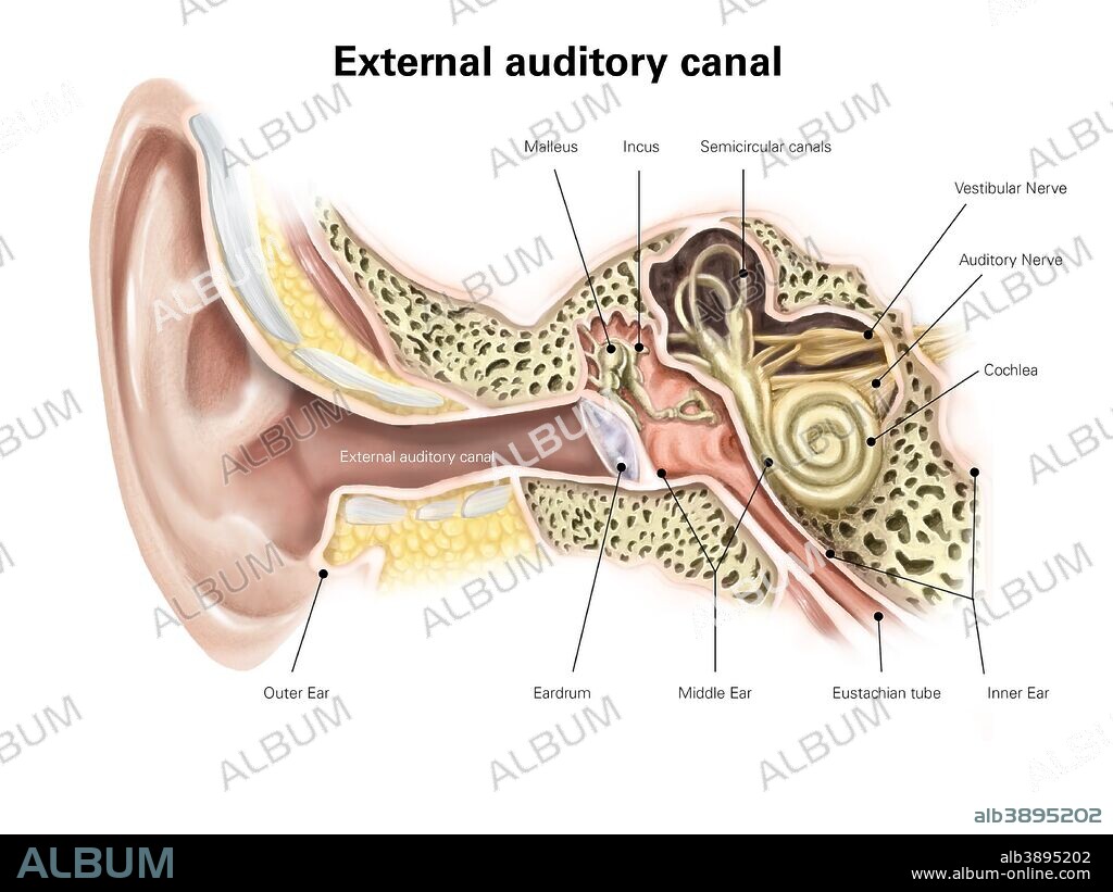 External auditory canal of human ear (with labels).