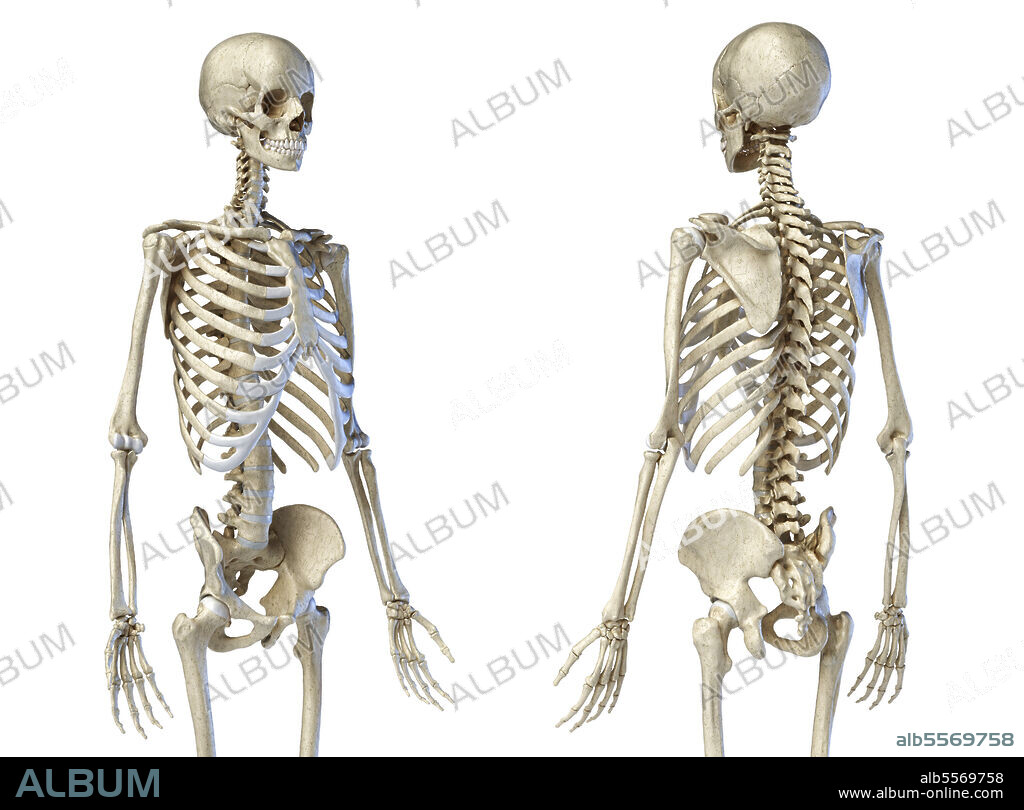 3D illustration of male skeleton. Three quarter length upper body front and rear views on white background.