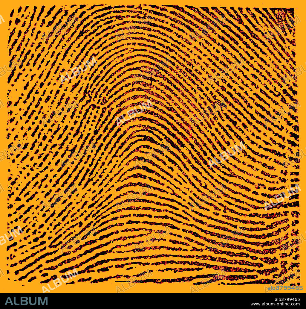 Fingerprint image taken from Edward Richard Henry's Classification and Uses of Fingerprints. The Henry Classification System divides fingerprint records into groupings based on pattern types. The system makes it possible to search large numbers of fingerprint records by classifying the prints according to whether they have an arch, whorl, or loop. In the typical arch pattern the ridges enter from one side of the finger, rise in the centre forming an arc, and then exit the other side of the finger. The Henry Classification System is a long-standing method by which fingerprints are sorted by physiological characteristics for one-to-many searching. Developed by Sir Edward Henry in the late 19th century for criminal investigations in British India, it was the basis of modern day AFIS classification methods up until the 1990s. In recent years, the Henry Classification System has generally been replaced by ridge flow classification.