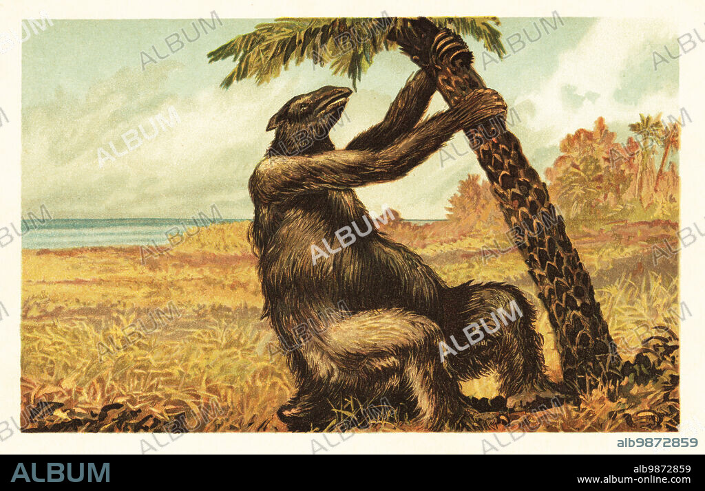 Megatherium americanum pulling on a palm tree. Extinct species of ground sloth endemic to South America, Early Pliocene to the Pleistocene. Megatherium americanum. Colour printed illustration by F. John from Wilhelm Bolsches Tiere der Urwelt (Animals of the Prehistoric World), Reichardt Cocoa company, Hamburg, 1908.