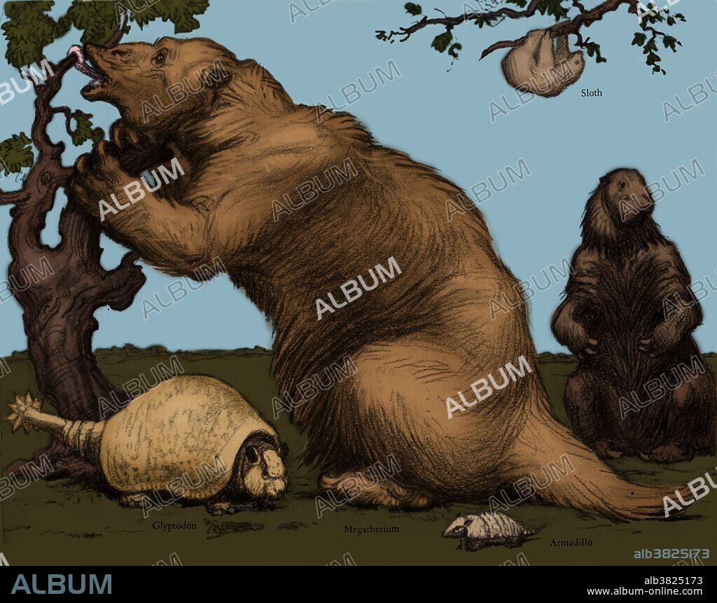 Extinct fauna, Glyptodon and Megatherium, in size relation to an Armadillo and Sloth.