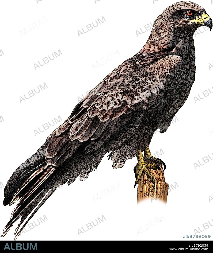 Illustration of a Black falcon (Falco subniger).