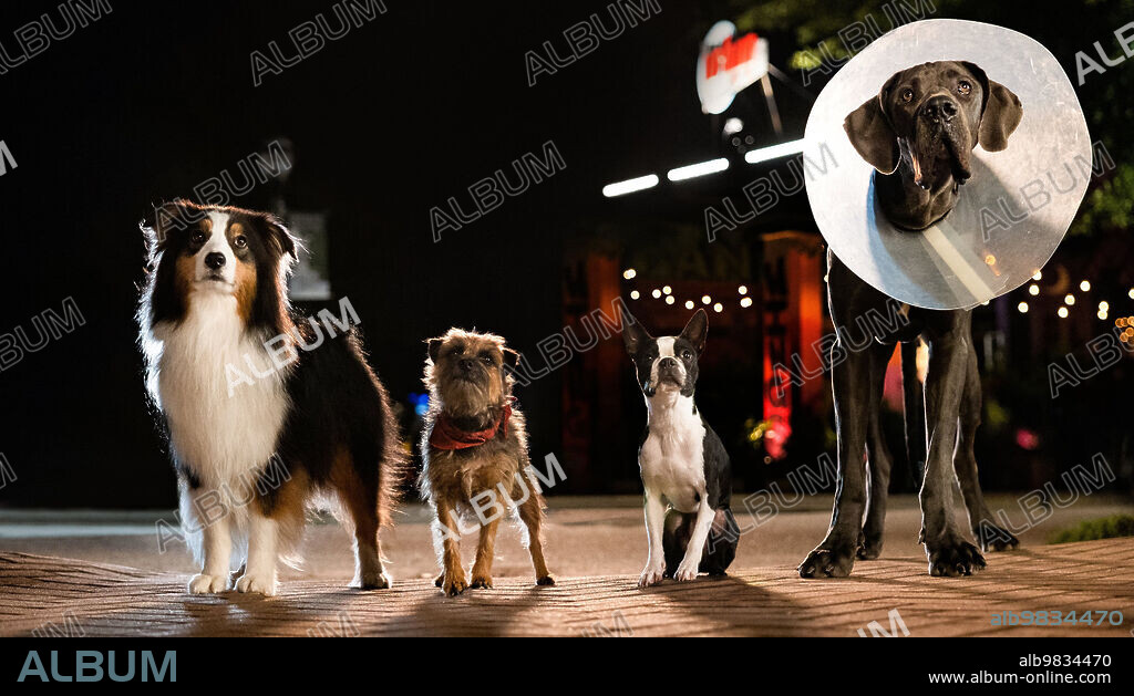 VIDA PERRA, 2023 (STRAYS), dirigida por JOSH GREENBAUM. Copyright Lord Miller / Picturestart.