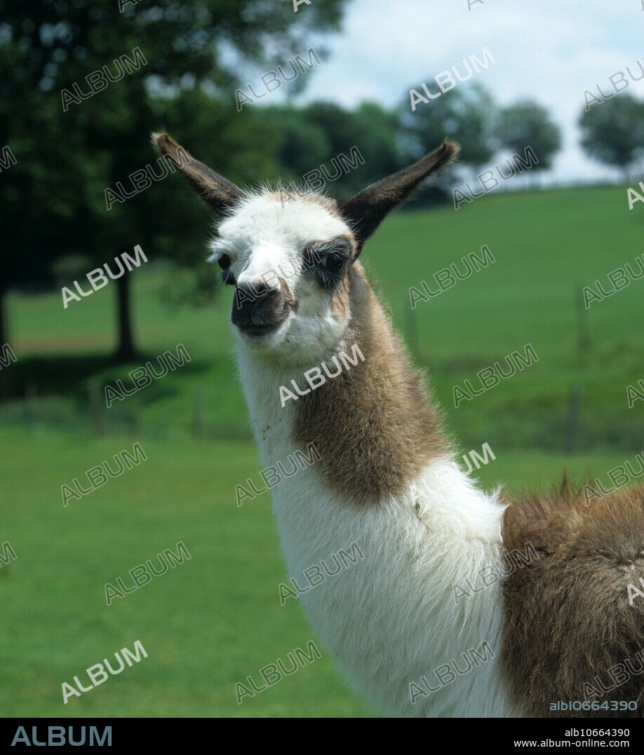 Llama (Lama glama) calf or cria, Sussex.