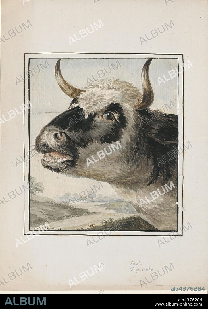 Bos taurus, Print, Cattle—colloquially cows—are the most common type of large domesticated ungulates. They are a prominent modern member of the subfamily Bovinae, are the most widespread species of the genus Bos, and are most commonly classified collectively as Bos taurus., head.