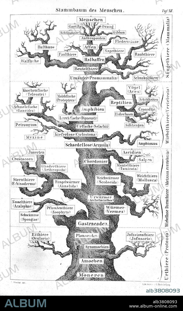 Ernst Haeckel, Family Tree of Man, 1874
