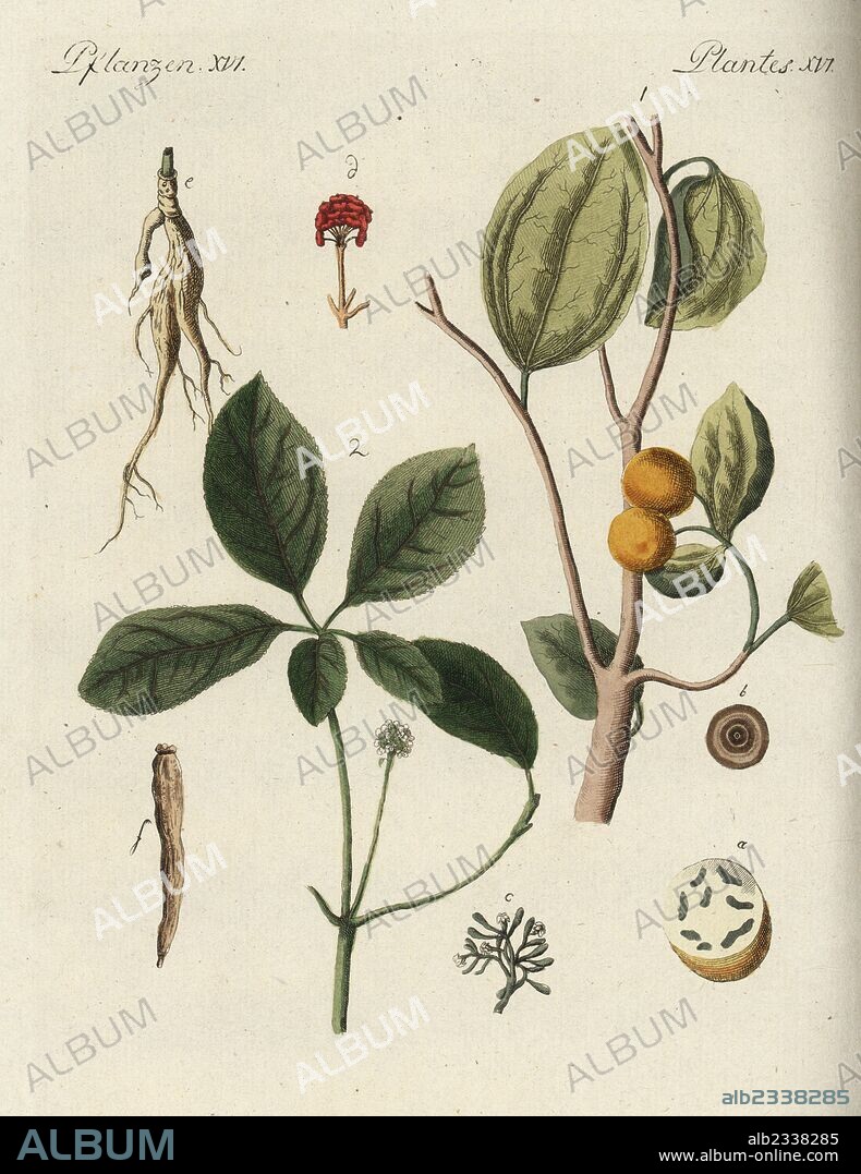 Strychnine tree, Strychnos nux-vomica 1, with fruit in section a, grain b, flower c, and ginseng, Panax quinquefolius 2, with flower d, root e, dried root f. Handcoloured copperplate engraving from Friedrich Johann Bertuch's Bilderbuch fur Kinder (Picture Book for Children), Weimar, 1792.