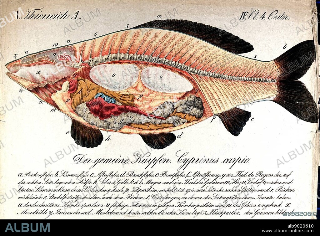 Anatomy of the fish, a carp, cross-section through the body of the fish showing the internal organs, Historical, digitally restored reproduction from a 19th century original