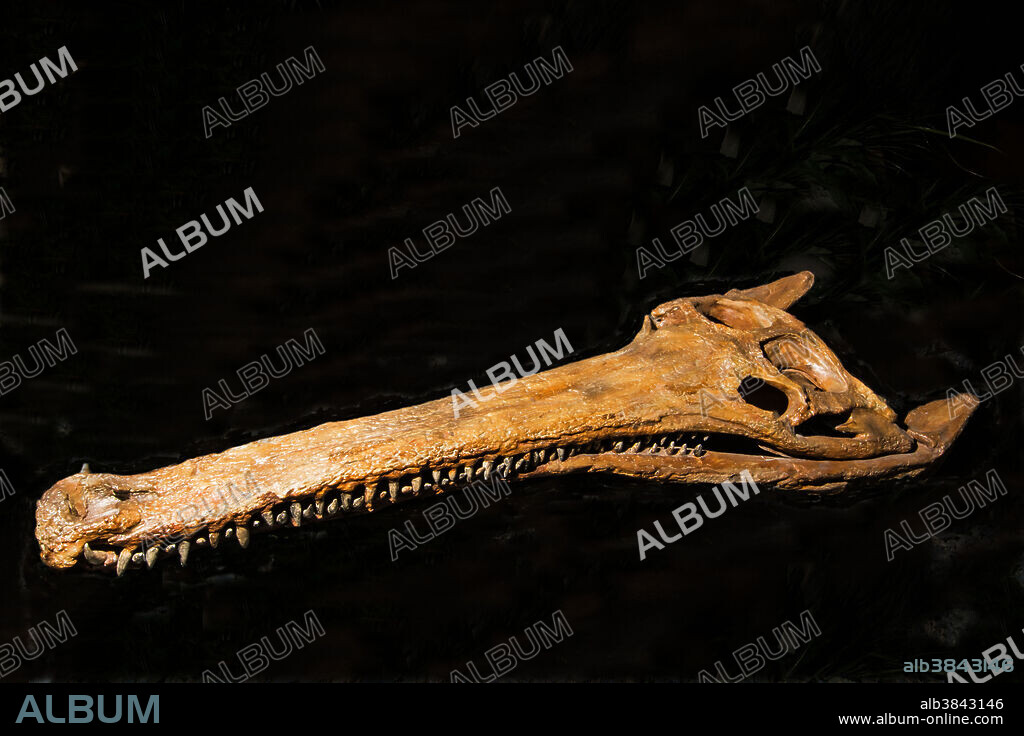 Terminonaris Robusta. Rocky Mountain Dinosaur Resource Center. Woodland Park, Colorado.