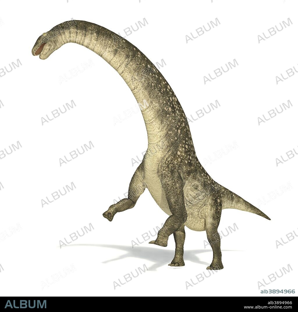 Titanosaurus dinosaur on white background with drop shadow.