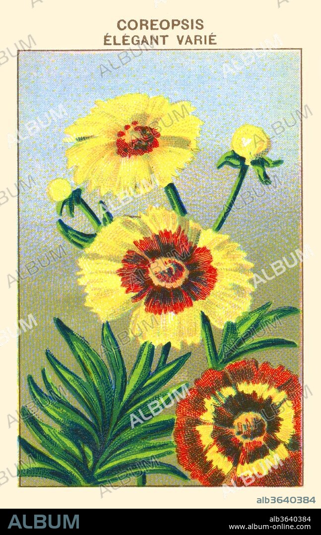 Calliopsis tinctoria. - Elegant Coreopsis. - This is a well-known hardy annual, formerly called Coreopsis tinctoria. The flowers are large and rich, having a dark crimson-brown centre with yellow rays. The only difficulty with the plant is that it makes itself too common, sowing itself over gardens, and making its appearance where it is not wanted. In flower June and July.