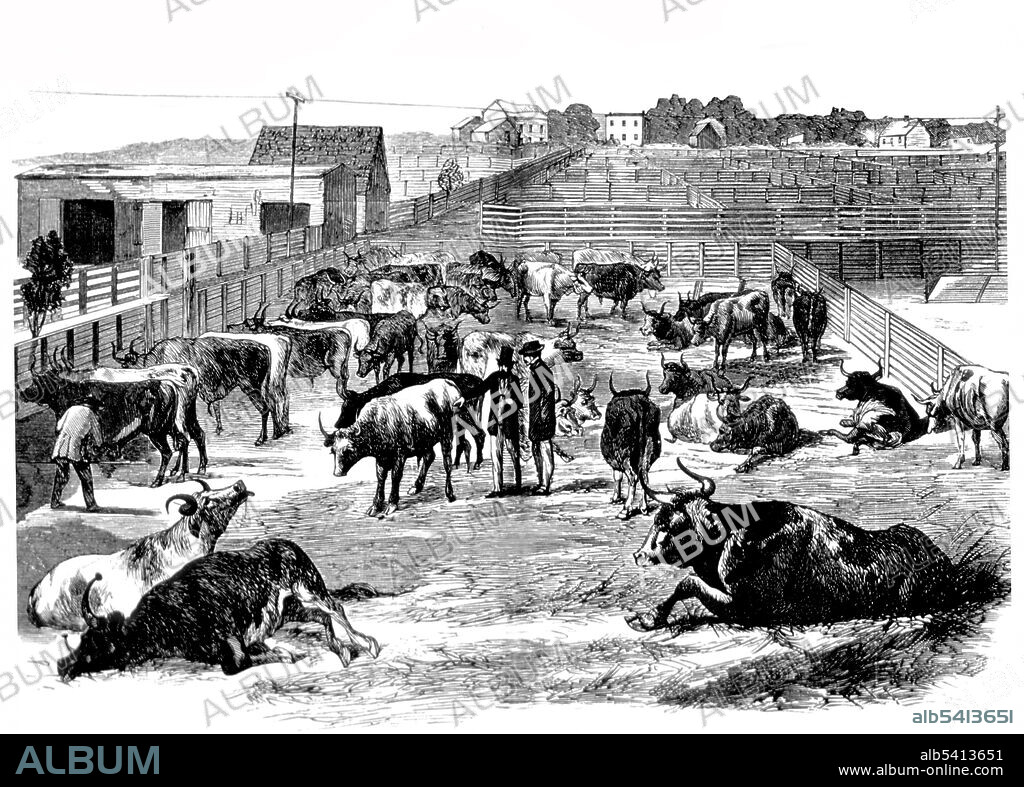 Sick and dying cattle at Communipaw drove-yards, during the cattle plague. Rinderpest was an infectious viral disease of cattle, domestic buffalo, and many other species of even-toed ungulates, including large antelope, deer, giraffes, wildebeests, and warthogs. The disease was characterized by fever, oral erosions, diarrhea, lymphoid necrosis, and high mortality. Death rates during outbreaks were usually extremely high, approaching 100% in immunologically naive populations. The disease was mainly spread by direct contact and by drinking contaminated water, although it could also be transmitted by air. Harper's Weekly, August 29, 1868 (cropped and cleaned).