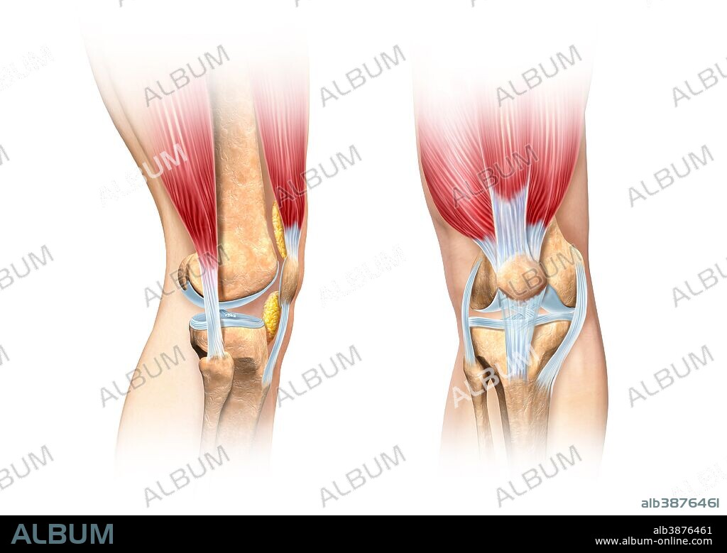 Cutaway illustration of human knee showing detailed side and front views.