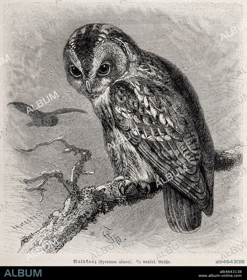 Chouette Hulotte (Syrnium aluco). Gravure de 1893 gravure de 1893 pour Brehms Tierleben par Alfred BREHMS (1829-1884). Credit : Coll. Jonas/KHARBINE-TAPABOR.