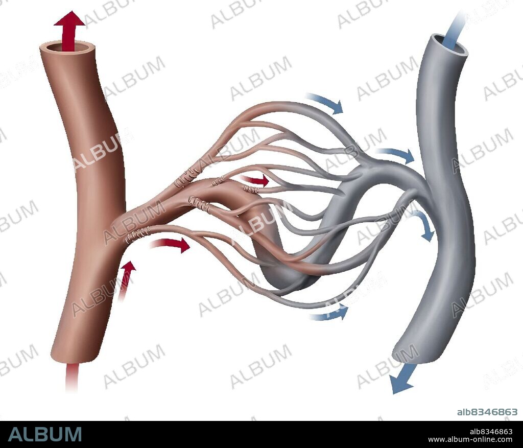 Tiny blood vessel ensuring blood circulation between an arteriole and a venule; its wall allows exchanges between blood and the exterior surface of the capillary.