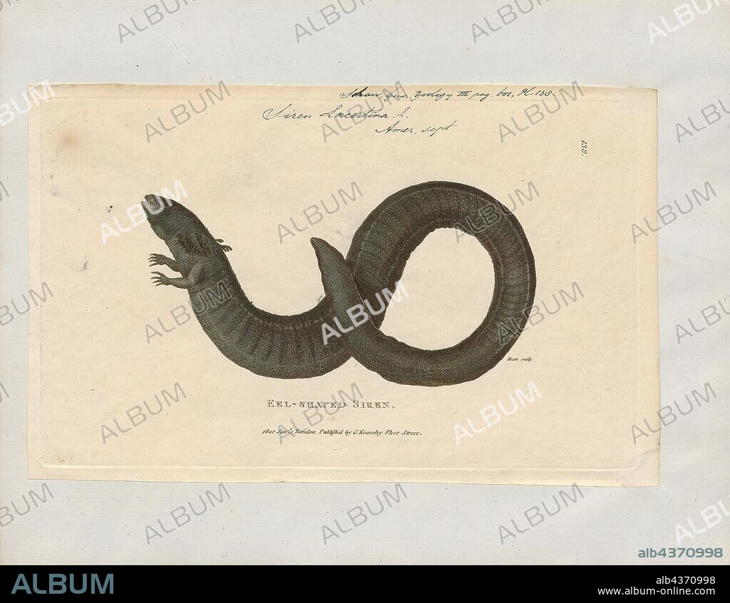 Siren lacertina, Print, The greater siren (Siren lacertina) is an eel-like amphibian and one of the three members of the genus Siren. The largest of the sirens and one of the largest amphibians in North America, the greater siren resides in the coastal plains of the southeastern United States., 1700-1880.