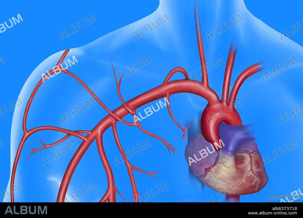 Arteries of the right shoulder.. The arterial brachiocephalic trunk, issue from the aortic arch, gives birth to the right subclavian artery. The later rapidly divides into vertebral artery, that irrigate the cerebral structures. Under the clavicle, the subclavian artery becomes the axillary artery. The arteries collateral to the axillary artery are the superior thoracic artery (irrigate the pectoral muscles), the thoracoacromial artery (in direction of the clavicle, the deltoids), the lateral thoracic artery (or external mammary artery, towards the pectoral muscles and the breast), the anterior circumflex artery (also called anterior humeral circumflex artery, irrigating the regions of the head of the humerus and the elbow), the subscapular artery and the humeral artery (also named brachial, towards the forearm).