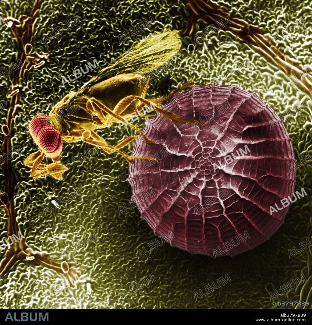 Trichogramma is a miniscule wasp that parasitizes and kills the eggs of such insects as the cotton bollworm (Heliothis zea) and tobacco budworm (Heliothis virescens). In this scanning electron micrograph, the wasp is laying eggs in a Heliothis egg. The micrograph was prepared by placing the wasp on a cotton leaf with Heliothis eggs, and then waiting until the wasp settled on an egg.  Wasp and egg were then transferred to the specimen chamber of the scanning electron microscope.