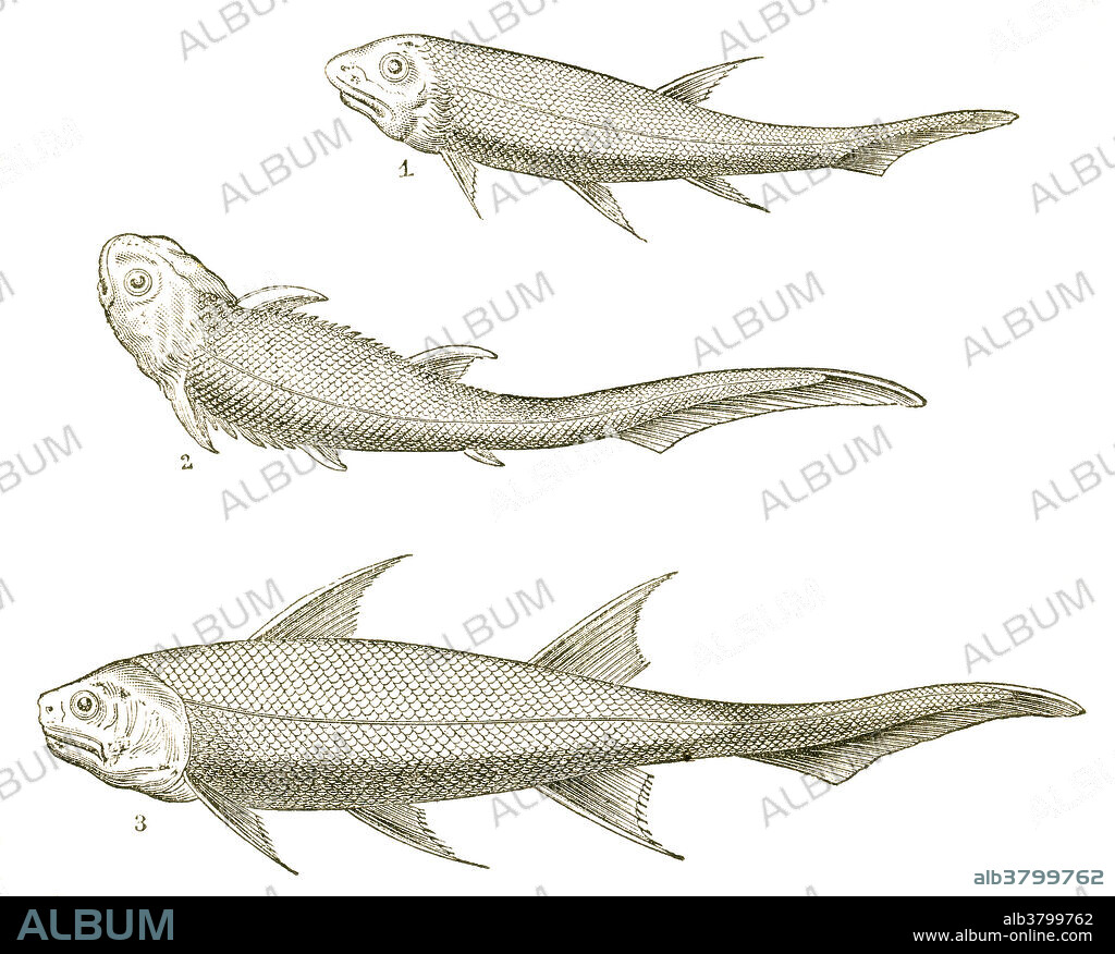 Three kinds of fish from the Devonian Period, including Acanthodes, (1), Climatius (2) and Diplacanthus (3). These fish are all acanthodians, or spiny sharks, with characteristics of both bony and cartilaginous fish. They are shark-shaped, but not technically sharks. Illustration from Louis Figuier's The World Before the Deluge, 1867 American edition.
