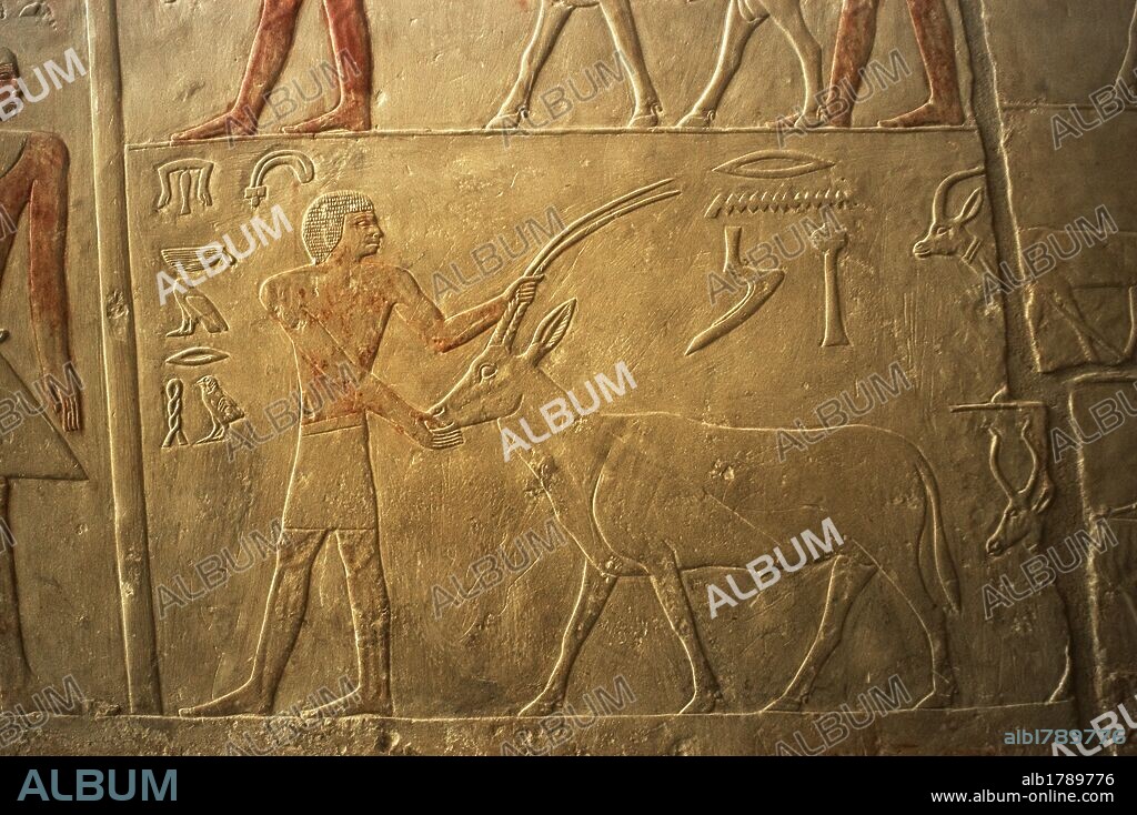 ARTE EGIPCIO. EGIPTO. TUMBA DE PATH-HOTEP Y AKHTI-HOTEP. V DINASTIA. IMPERIO ANTIGUO. Detalle relieve de un egipcio junto a un antílope. NECROPOLIS DE SAKKARA. EGIPTO.