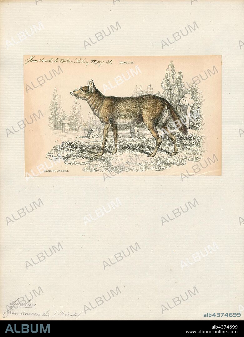 Canis aureus, Print, The golden jackal (Canis aureus) is a wolf-like canid that is native to Southeast Europe, Southwest Asia, South Asia, and regions of Southeast Asia. Compared with the Arabian wolf, which is the smallest of the gray wolves (Canis lupus), the jackal is smaller and possesses shorter legs, a shorter tail, a more elongated torso, a less-prominent forehead, and a narrower and more pointed muzzle. The golden jackal's coat can vary in color from a pale creamy yellow in summer to a dark tawny beige in winter. It is listed as Least Concern on the IUCN Red List due to its widespread distribution and high density in areas with plenty of available food and optimum shelter., 1833-1866.