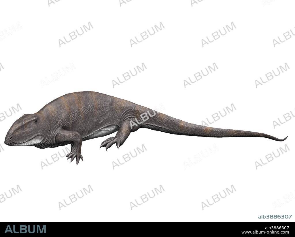 Ophiacodon mirus is an extint synapsid from the Early Permian of New Mexico.