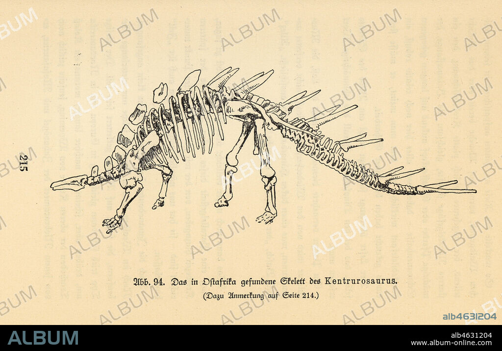 Fossil skeleton of an extinct Kentrosaurus aethiopicus (Kentrurosaurus) found in East Africa, Late Jurassic. Illustration from Wilhelm Bolsches Das Leben der Urwelt, Prehistoric Life, Georg Dollheimer, Leipzig, 1932.