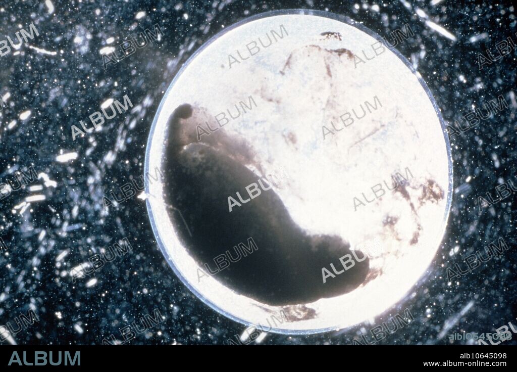 Deformed embryo of the spotted salamander, Ambystoma maculatum, raised experimentally in low Ph H2O levels similar to those found in acid rain contaminated waters. The effects on embryonic development can be compared with a second image E810/002, an healthy embryo raised in normal Ph H2O levels.