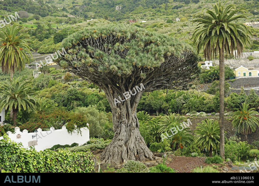 El Drago Milenario (Thousand-Year-Old Dragon Tree), Icod de los Vinos, Tenerife, Canary Islands, Spain, Europe.