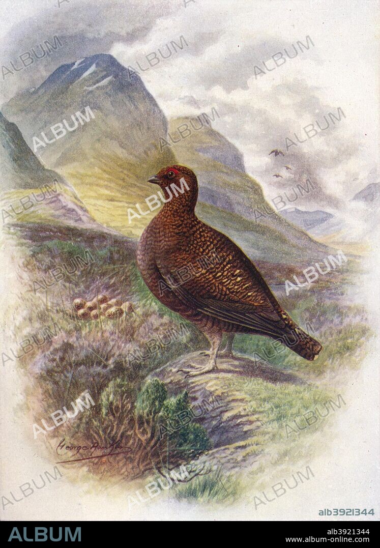 'Red Grouse - Lago'pus scot'icus', c1910, (1910). From Britain's Birds and Their Nests, by A. Landsborough Thomson. [The Waverley Book Company, Limited, W. & R. Chambers, Limited, London & Edinburgh, 1910].