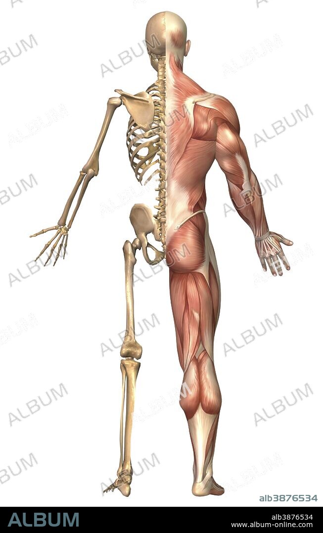 Medical illustration of the human skeleton and muscular system, back view.