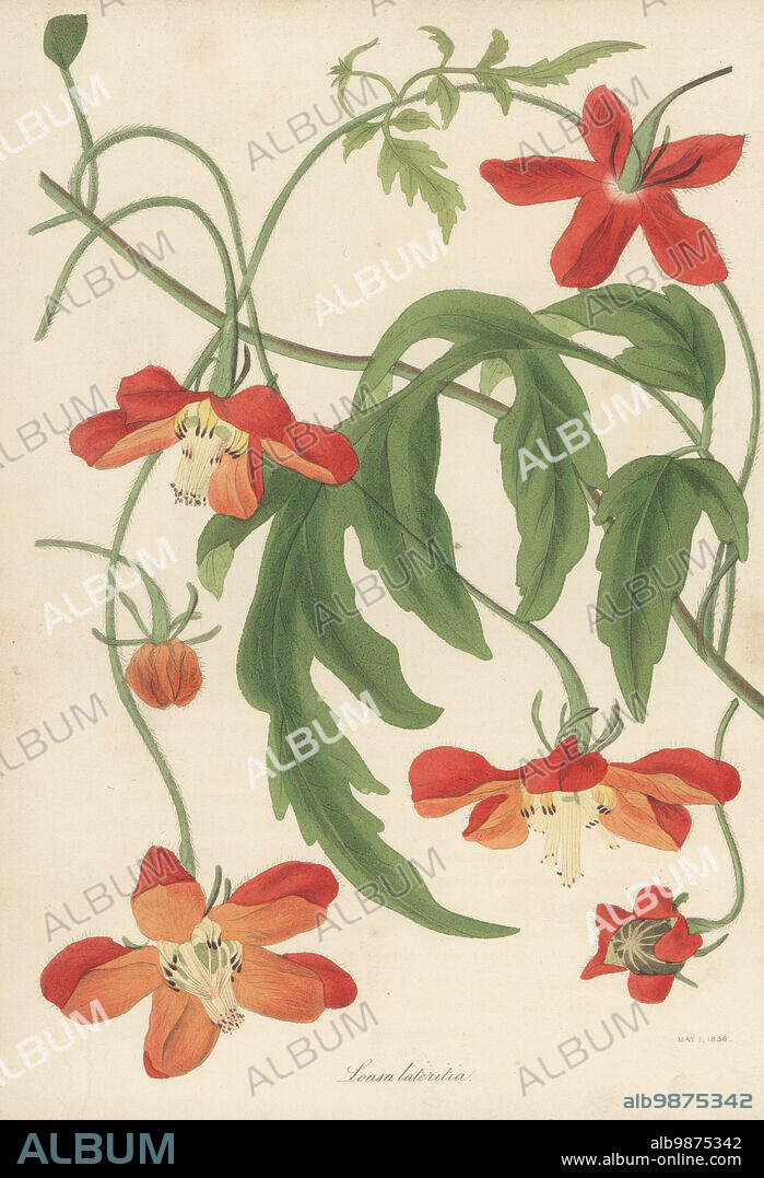Chile nettle, Caiophora lateritia. Native to South America, raised in Glasgow Botanic Garden from seeds sent by Scottish botanist James Tweedie from Tucuman, Argentina. Red-flowered loasa, Loasa lateritia. Handcoloured lithograph from Joseph Paxtons Magazine of Botany, and Register of Flowering Plants, Volume 5, Orr and Smith, London, 1838.