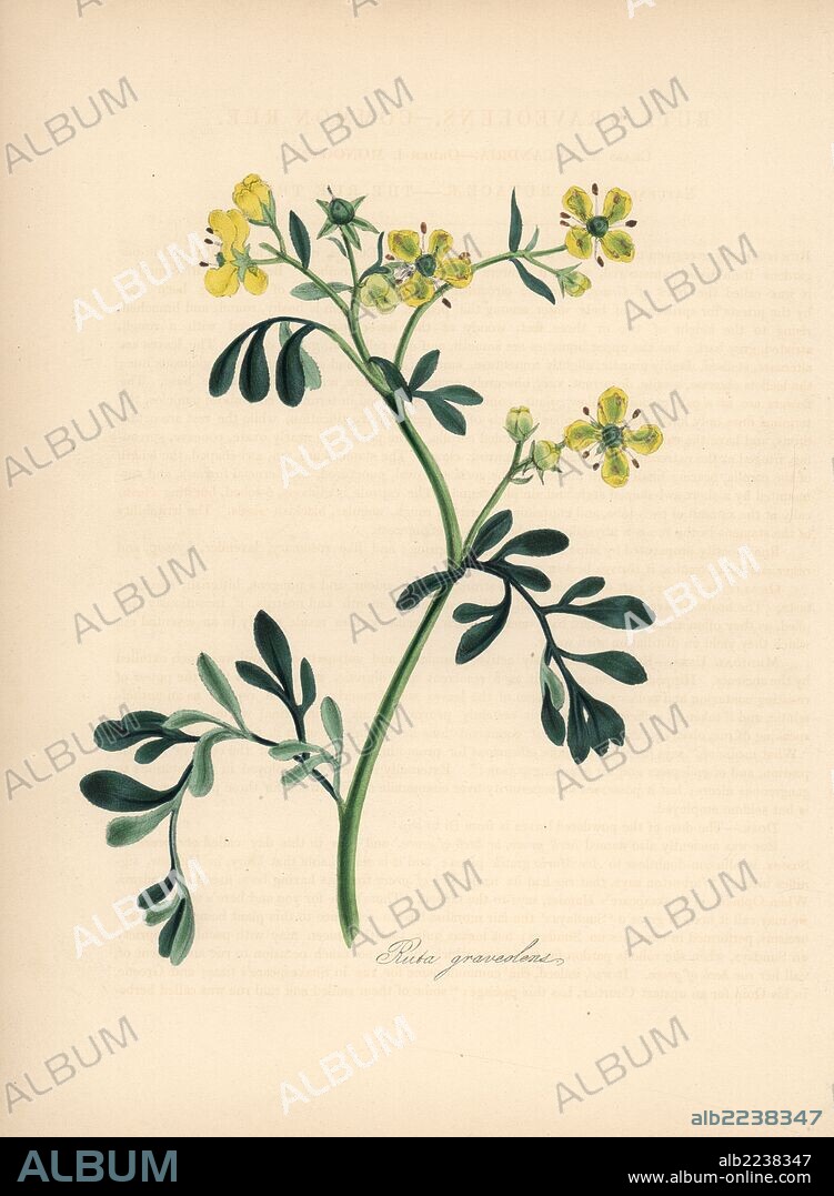 Common rue, Ruta graveolens. Handcoloured zincograph by C. Chabot drawn by Miss M. A. Burnett from her "Plantae Utiliores: or Illustrations of Useful Plants," Whittaker, London, 1842. Miss Burnett drew the botanical illustrations, but the text was chiefly by her late brother, British botanist Gilbert Thomas Burnett (1800-1835).