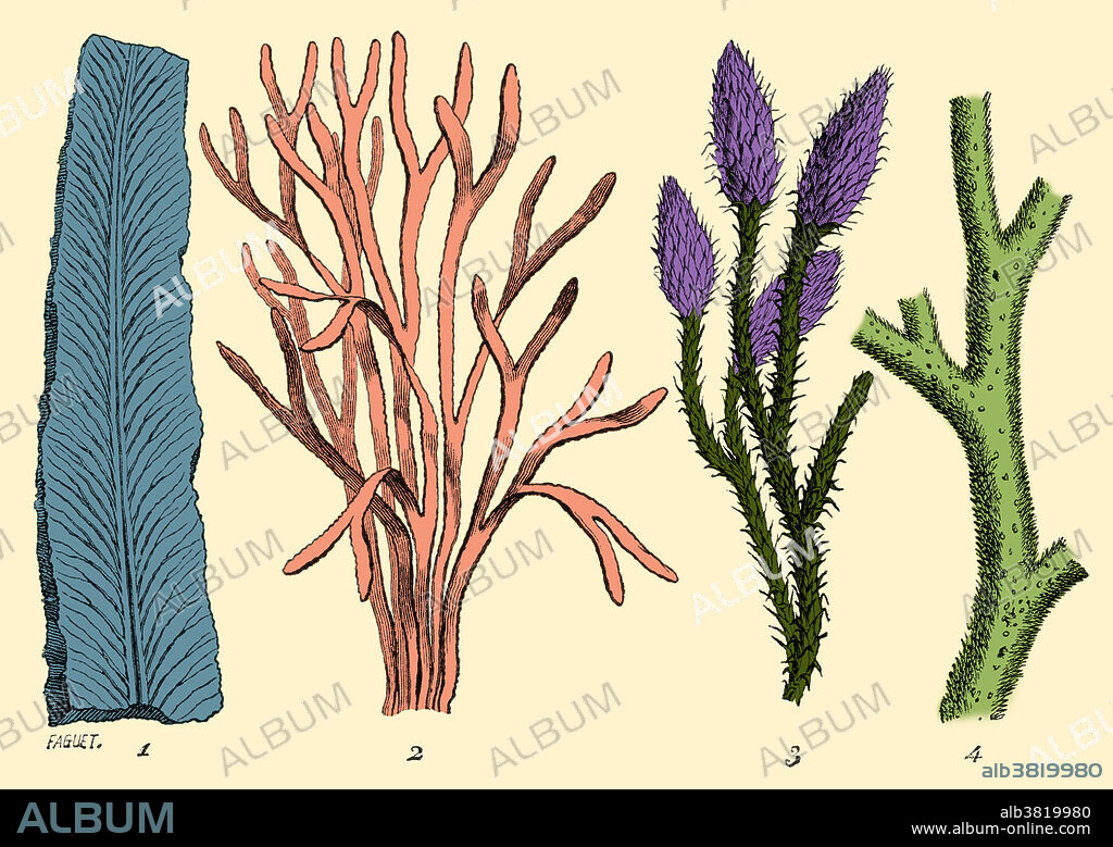 Algae and moss-like plants were the most common flora during the Silurian Period, over 400 million years ago. Illustration from Louis Figuier's The World Before the Deluge, 1867 American edition. This image has been Colour enhanced.