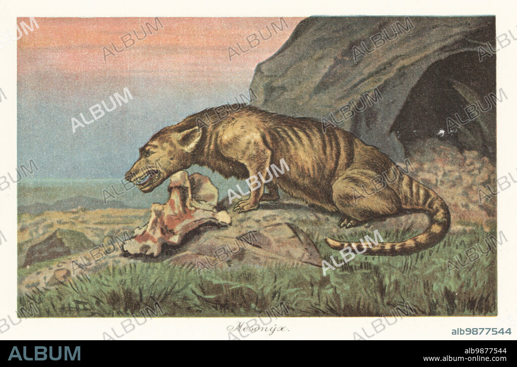 Reconstruction of a Mesonyx, genus of extinct mesonychid mesonychian mammal, Early to Late Eocene. Colour printed illustration by F. John from Wilhelm Bolsches Tiere der Urwelt (Animals of the Prehistoric World), Reichardt Cocoa company, Hamburg, 1908.